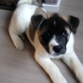 honden foto 
