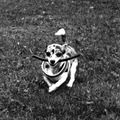 honden foto 