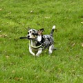 honden foto 