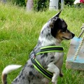 honden foto 