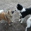 honden foto 