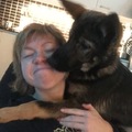 honden foto 