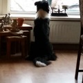 honden foto 