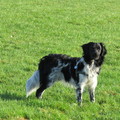 honden foto 