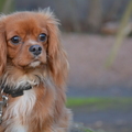 honden foto 