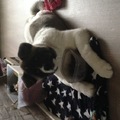 honden foto 