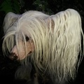 honden foto 