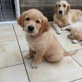 honden foto bijna 8 weken oud