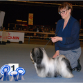 honden foto 
