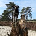 honden foto 