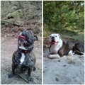honden foto 