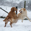 honden foto 