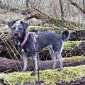 honden foto 