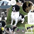 honden foto My doggies