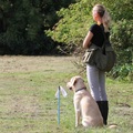 honden foto 