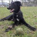 honden foto 