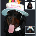 honden foto Gordon setter Egor 