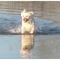 honden foto 