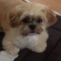 honden foto toen ik haar heb gehaald had ze heel lang haar, maar nu is Lisa terug van de kapper, wat is ze een mooi meisje geworden.