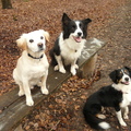 honden foto Deze foto is in het bos gemaakt.
Deze honden kunnen goed met elkaar opschieten en dat vinden we best goed van ze als je bedenkt dat 2 van de 3 honden slecht behandeld zijn en gedragsproblemen hadden toen ze bij ons kwamen..