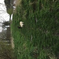honden foto 