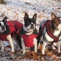 honden foto Dit zijn onze Boston Terriers Branti, Sarn en Galia. Ze zijn geboren in '03.'04 en '07. Ze gaan heel graag wandelen, rennen dan ook vrij rond, spelen graag met stokken en ballen. Ze hebben wel een hekel aan regen, echte kou en hitte. Onze Sarn vindt jasjes maar voor doetjes.
dikke slebbers van Branti, Sarn en Galia