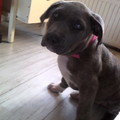honden foto 