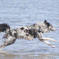 honden foto 