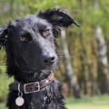 honden foto 
