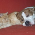 honden foto Lekker kussentje