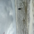 honden foto 