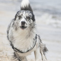 honden foto 