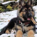 honden foto Haico vom schwarzen Traum, ein teefje, welche in Finnland lebt. Mehr Fotos unter www.zwmoehne.com/nl im Forum vom schwarzen Traum