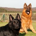 honden foto Fjurdy vom Möhnesee en Bajka vom Möhnesee