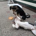 honden foto 