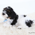 honden foto 
