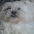 honden foto Men lieve queenie 