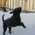 honden foto 