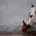 honden foto 