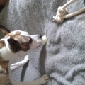 honden foto 