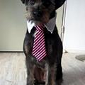 honden foto 