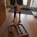 honden foto 