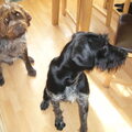 honden foto     Dit zijn Arco en Rico,
De ene is 14jaar de andere is 2jaar,
Met Rico ga ik altijd op jacht maar die ouwe heeft zijn rust die heeft jaren lang zijn best gedaan.
deze honden daar moet je zeker vier keer per dag lange wandelingen maken.
Zijn ook lieve huis honden

 Groetje. H Westerkamp Noordbroek