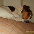 honden foto 