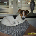 honden foto 