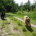 honden foto 