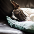 honden foto 