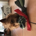 honden foto Pip blij met zijn cadeautje 