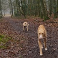 honden foto 