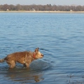 honden foto 